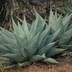 Agáva (Agave) ´HAVARDIANA´ - výška 40-50 cm, Ø 60-70 cm, kont. C50L (-20°C)